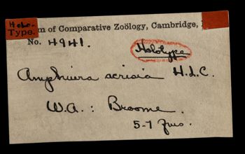Media type: image;   Invertebrate Zoology OPH-4941 Aspect: labels